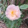 Sweet Honey rose photo