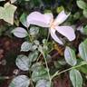 Escimo rose photo