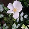 Escimo rose photo