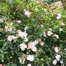 Albertine rose photo