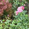Invictus rose photo
