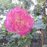 Agnes B rose photo