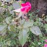 Jean Carles rose photo