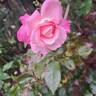 Jean Carles rose photo