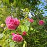 Volare rose photo