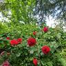 Scarlet Bonica rose photo