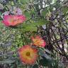 Summer of Love rose photo