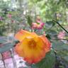 Summer of Love rose photo