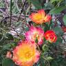 Summer of Love rose photo