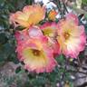 Summer of Love rose photo