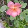 Morning Mist rose photo