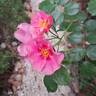 See You in Pink ® rose photo