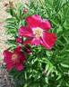 Arcturus peony photo