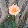 Sweet Honey rose photo