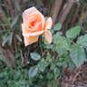 Sweet Honey rose photo