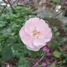 Bonica ® rose photo