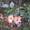 Dolomiti rose photo