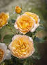 Perfume Miracle ® rose photo