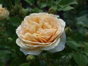 Perfume Miracle ® rose photo