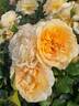 Perfume Miracle ® rose photo