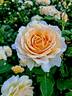 Perfume Miracle ® rose photo