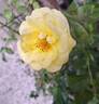 Goldfinger rose photo