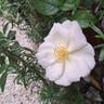Roseromantic rose photo