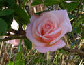 High Hopes rose photo
