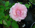History rose photo