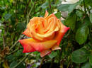 Hot Romance rose photo