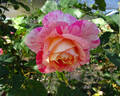 Hypnotized rose photo