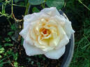 Jardins de Bagatelle® rose photo