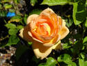 La Belle Peau rose photo