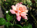 La Jolla rose photo