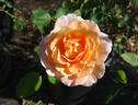 Leander rose photo