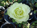 Lemonade rose photo