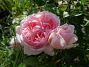 Lilac Rose rose photo
