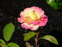 Luscious Lucy ™ rose photo