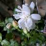 Strawberry Hill rose photo