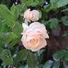Alaska rose photo