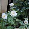 Baby Iceberg rose photo