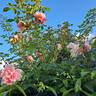 Albertine rose photo