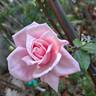 Blossomtime rose photo