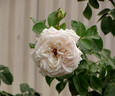 Madame Anisette rose photo