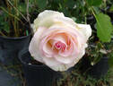 Magnificence rose photo