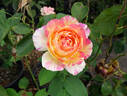 Marc Chagall ™ rose photo