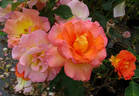 Mardi Gras ™ rose photo