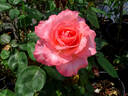 Marie Caroline ® rose photo