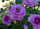 Melody Parfumée ™ rose photo