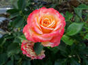 Meteor rose photo